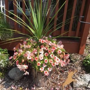 Meet your Posher, Susan